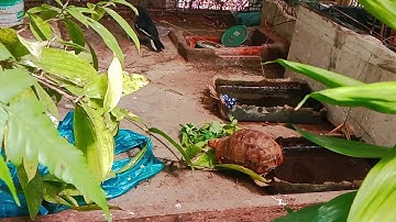 Rùa núi vàng nhà mình trong aviary nó đang đi tim rau và ốc sên để ăn