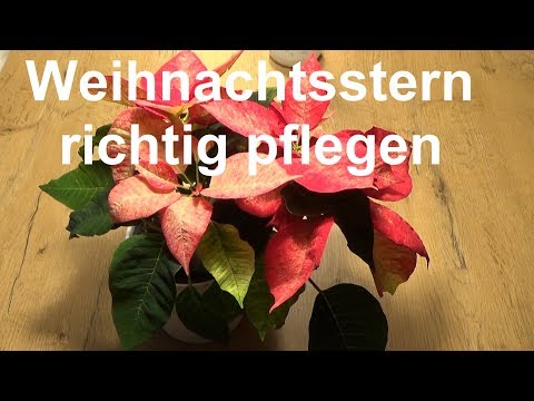 Video: Die Seltene Orangerote Euphorbia Pulcherrima-Sorte 'Harvest Orange' Zeigt Eine Nonsense-Mutation In Einem In Den Deckblättern Exprimierten Flavonoid-3'-Hydroxylase-A