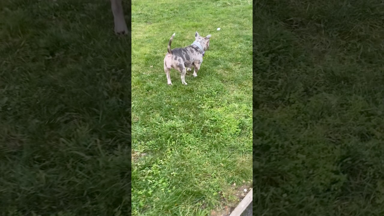 I wonder where she gets all this confidence from… 😅🍎