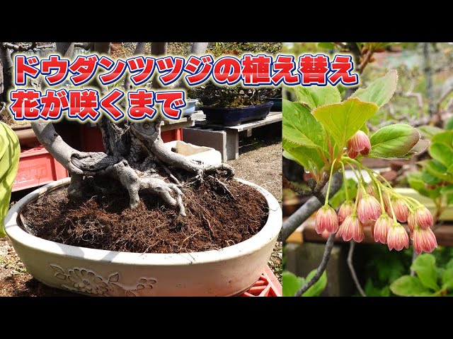 サラサドウダンツツジ 盆栽 サラサドウダンの植え替え - YouTube