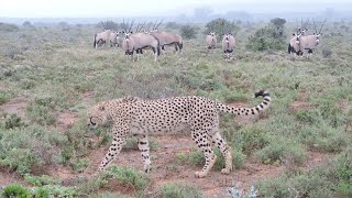 Cheetah Scent Mark While Oryx Nervously Watch
Cheetah Scent mark while Oryx nervously watch. Cheetah dont normally target adult Oryx so the Oryx just cautiously watch. Cheetah scent mark to mark their territory and let other male Cheetah know to stay out. Seen on Kwandwe Private Game Reserve, Eastern Cape, South Africa.
Show your support for my channel here:
https://www.patreon.com/alfiecurlingwildlifevideos
Camera Used:
Nikon Coolpix P530 https://amzn.to/2QyKwUX
PLANNING YOUR NEXT SAFARI? Find all you need here:
Apparel:
https://www.amazon.com/shop/alfiecurling?listId=2ED9Y433U81OK&ref=idea_share_inf
Binoculars:
https://www.amazon.com/shop/alfiecurling?listId=J19HE8BEYXM6&ref=idea_share_inf
Also helpful to check out this video on choosing the right binoculars:
https://youtu.be/1c2U0yf23Rk
Cameras:
https://www.amazon.com/shop/alfiecurling?listId=JRUKYJM2B04V&ref=idea_share_inf
Some Awesome Online Outdoor stores to check out (USA only):
Aventuron: https://bit.ly/2Jslq6a (Outdoor/Recreation)
Summit Hut: https://bit.ly/2QZW83y (Outdoor/Recreation)
Bobwards: https://bit.ly/2JvD1dp (Outdoor/Recreation)
Sagan Life: https://bit.ly/2QX6jFZ (Water Purification)
BlackOvis: https://bit.ly/2X2BAem (Optics)
EuroOptic: https://bit.ly/2xDGzri (Optics)
LA Police Gear: https://bit.ly/344ebup (Optics)
Levenhuk: https://bit.ly/2QX691l (Optics)
White Duck Outdoors: https://bit.ly/353SStF (Tents and Camping)
If you liked this Video and want more like it follow me:
https://www.youtube.com/channel/UC9RAgEZMD-omdd1jTvUr8fA
Check me out on Social Media.
Facebook:
https://www.facebook.com/alfiesadventurescapetown/
Instagram:
https://www.instagram.com/alfiesadventurescapetown/
Twitter:
https://twitter.com/Alf031
Website:
http://alfiesadventures.buzlr.net/
DISCLAIMER: Some links in this description contain affiliate links and I may receive a small commission. Proceeds go towards making creating a better viewing experience for you. Thanks for your support. Cheetah Scent Mark While Oryx Nervously Watch
