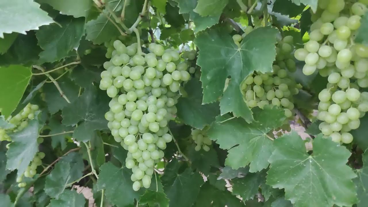 تابع معي جودة المحصول 🍇نسبة السكر 🍇 صفات التسويق الجيدة🍇 العنب البناتي Thompson Grape.. Egypt