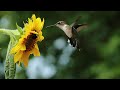 Hummingbirds return: An early sign spring is in the air