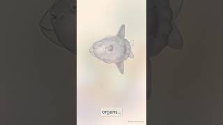 Why Does the Ocean Sunfish Look So Useless? The Strange Science of Mola Mola