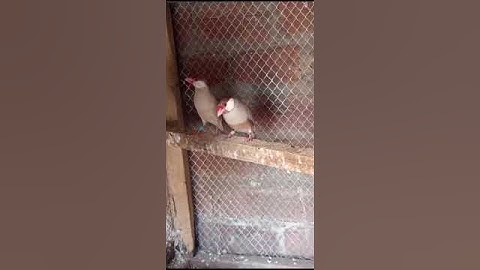 Fawn java #fawnjava #viralshort #java #shortviral #trendingshorts #short #danishbirdstv