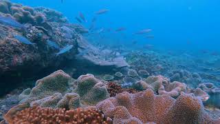 Damsel fish protecting its eggs with loud noises and aggressive behavior.