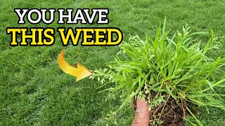 Poa Annua What To Do Now