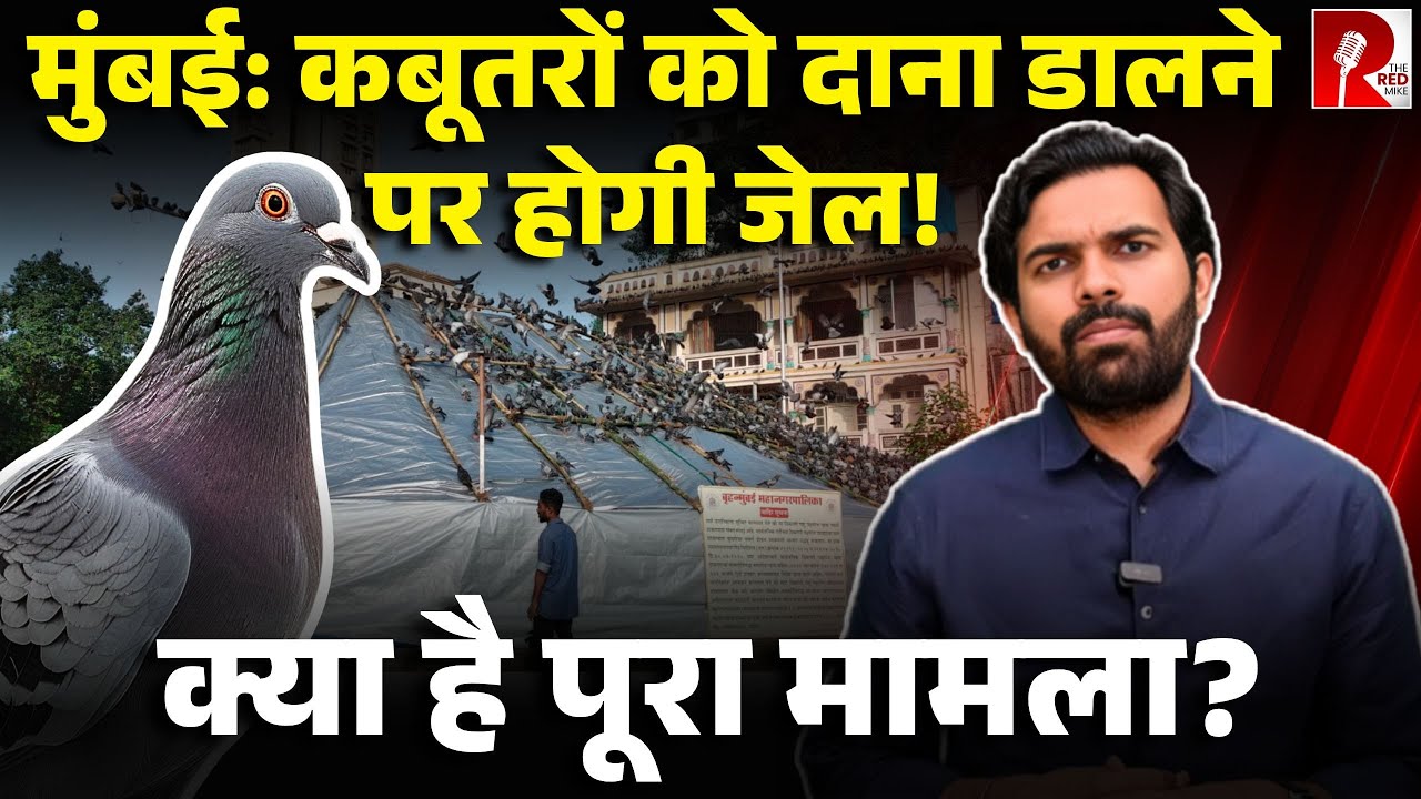 Mumbai में कबूतरों को लेकर बवाल,दाना डालने पर रोक, भूख से तड़प रहे हैं कबूतर, पूरी कहानी