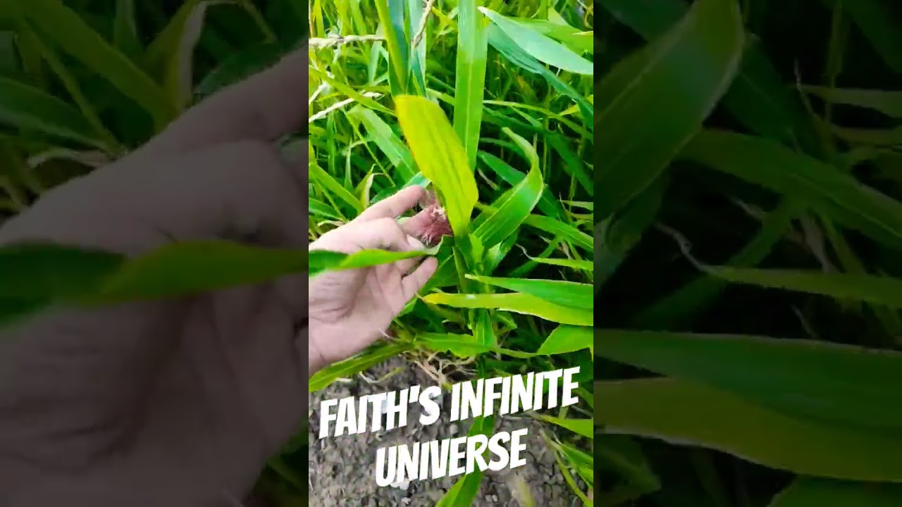 Check Out The Hair On This Corn Baby 