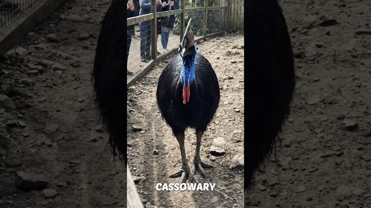 This Bird’s Kick Is More Dangerous Than You Think 