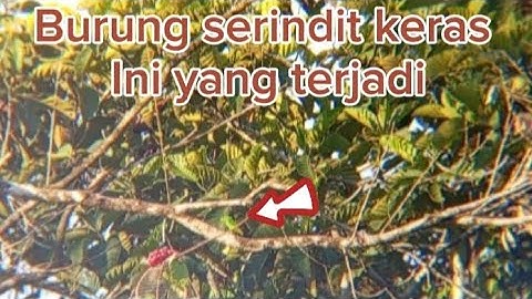 lagi dan lagi memikat burung serindit keras kepala