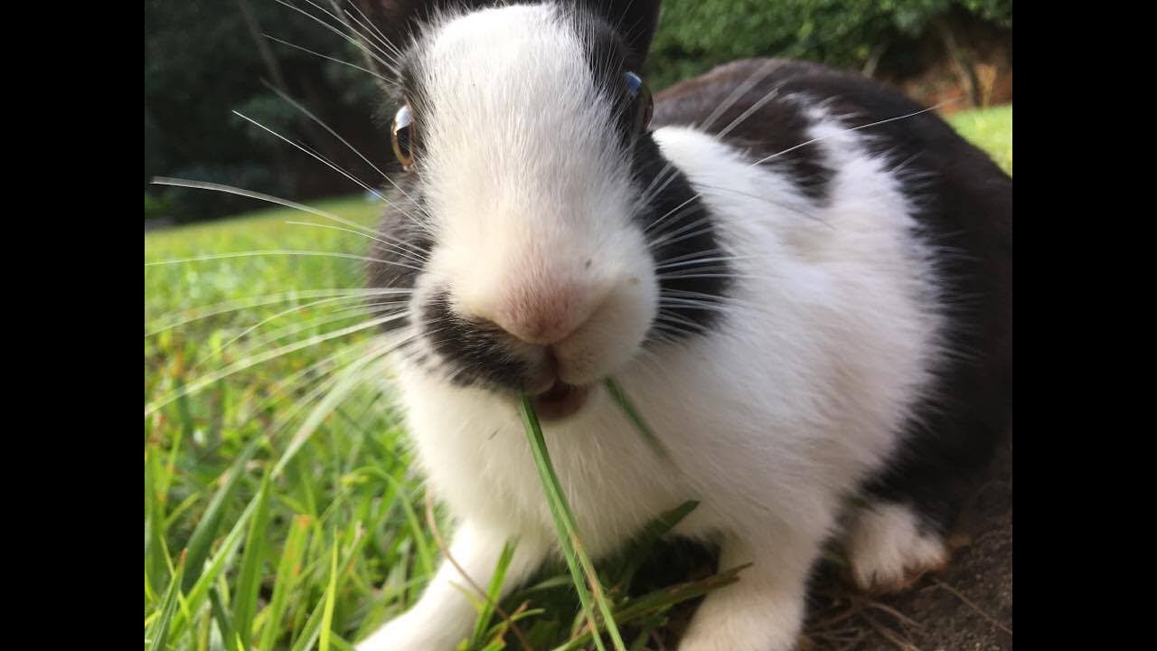 iPhone SE SLOW MOTION RABBITS - YouTube