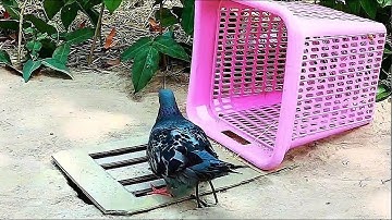 DIY Pigeon Trap Using Cardboard Box | Easy Underground Pigeon Trap | How To Make Bird Trap