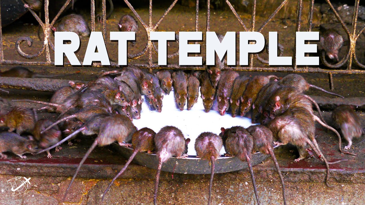 Karni Mata Rat Temple In Bikaner India The Planet D YouTube Karni Mata Rat Temple In Bikaner India The Planet D YouTube