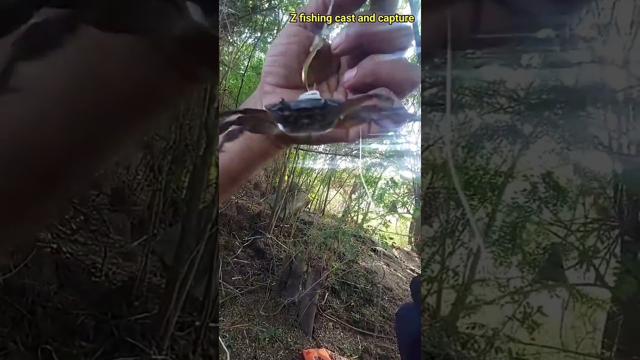 MONSTER SNAKEHEAD CATCH,BIG ZISE MURREL CATCH |KEKDA,CRAB| 