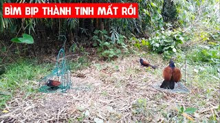 Chưa Bao Giờ Gặp Con Bìm Bịp Nào Khôn Như Thế Này  - Trần Thành Hữu