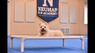 Oliver (West Highland Terrier) Boot Camp Dog Training Video Demonstration