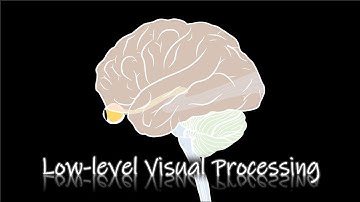 [Perception] Low-level Visual Processing, The Retina - Part2 [ENG]