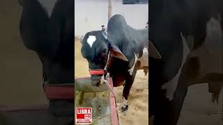 Trending in Pakistan |Saadi Town  | Qurbani ke Janwar 2026 |   Baqra Eid Special |  Karachi updates
