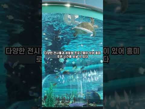 #부산 #비오는날 #실내 #데이트 #추천 #BEST3 #아쿠라이움 #씨라이프부산 #부산시립미술관 #국립해양박물관 #영도 #해운대 #센텀 #상어 #거북이 #물고기