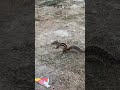 🐿️🍜 Maggi Ke Liye 2 Gilheriyon Ki Zabardast Fight! 😲 #SquirrelFight #MaggiLover #CuteAnimals