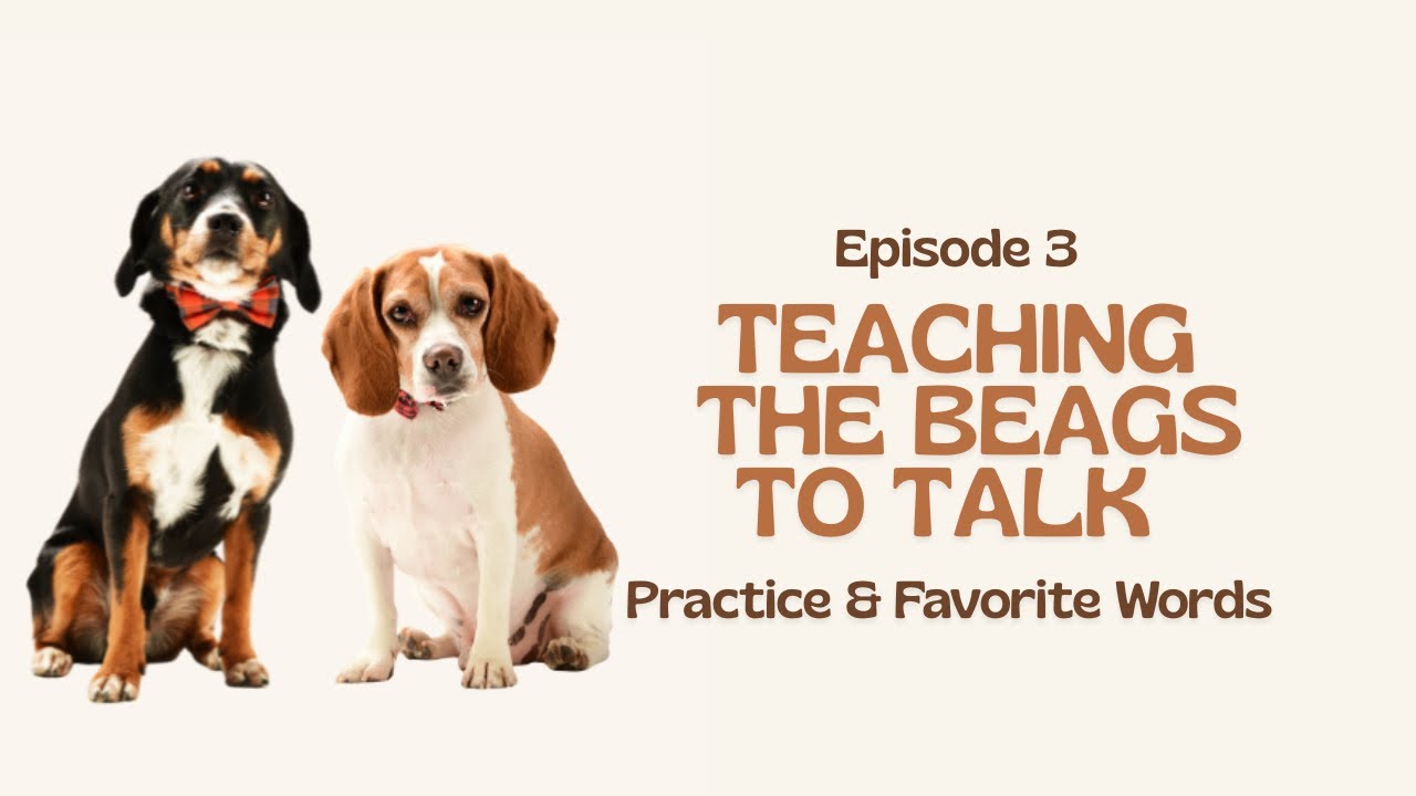 Training my dogs to use buttons | week 3