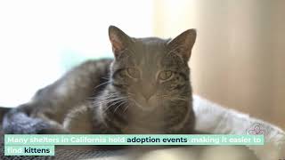 Find Free Kittens Near You: Essential Tips and the 3-3