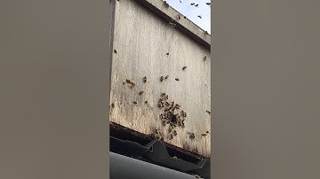 Swarm entering bait hive