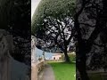 beautiful tree #trees #shorts