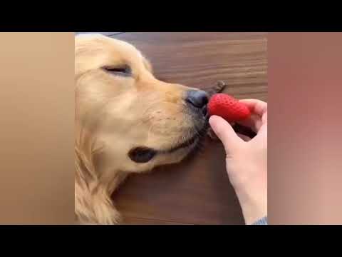 Video: Golden Retriever məni qoruyarmı?