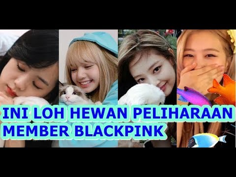 INI LOH HEWAN  PELIHARAAN  MEMBER BLACKPINK YouTube