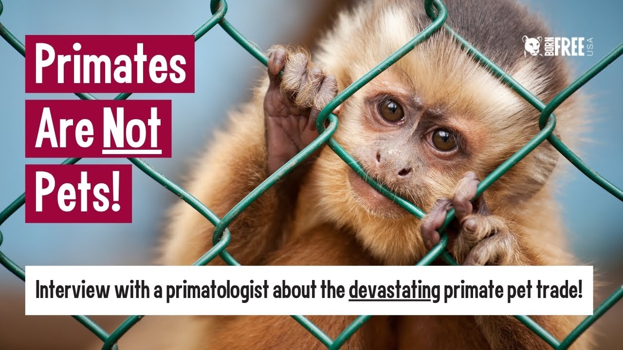 Born Free USA Chats Why Don't Primates Make Good Pets? YouTube