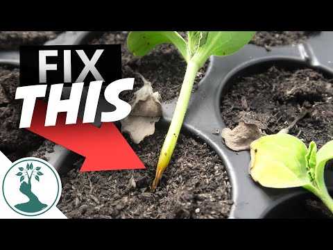 NEVER LOSE A SEEDLING TO THIS AGAIN! - Damping Off Prevention | Growing Seeds Successfully