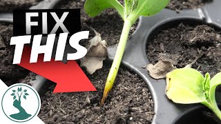 NEVER LOSE A SEEDLING TO THIS AGAIN!  Damping Off Prevention | Growing Seeds Successfully