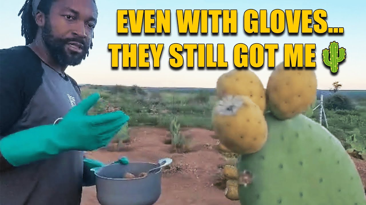 Даже в перчатках эти фрукты меня покорили 🌵 Сбор урожая опунции и дегустация