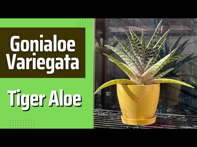 bild aloe vera pflanze Aloe Vera „Alfonso“ – Aloe-Vera-Pflanze in Gärtnerqualität kaufen
