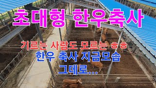 신성[동물농장tv]초대형 한우 소축사 기르는 일하는 사람도 모르는 소 한우 송아지 마리수 ㅎㅎ ^^😀😃😄😁 #한우 #소축사 #한우축사 #대형축사 #초대형축사