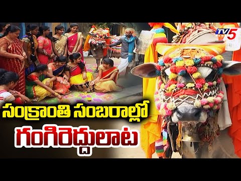 సంక్రాంతి సంబరాల్లో గంగిరెద్దులాట | Gangireddula Dance Performance in Sankranti Festival | TV5 News - TV5NEWS