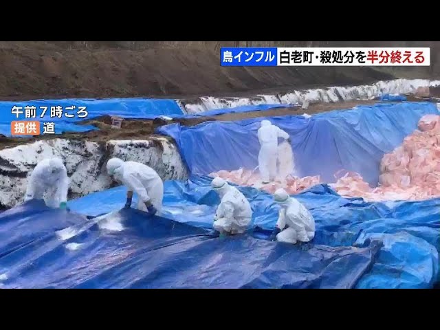 鳥インフル確認の白老町の農場でニワトリの殺処分5割以上終了 網走の