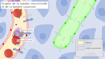 Quel est le rôle du tissu interstitiel ?