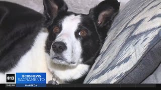 New push underway to make all California rental properties pet-friendly