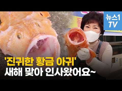 대박~ &amp;quot;진귀한 황금 아귀&amp;quot;... 국내 두번째로 창원서 발견