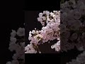 🌸🌸🌸🌿