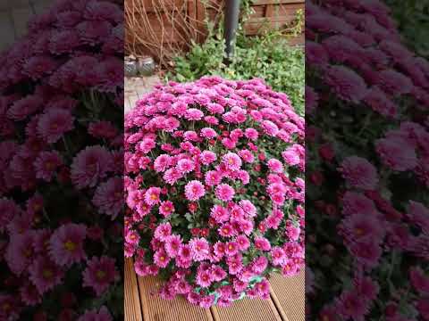 нереально великий букет хризантем Shorts хризантеми Flowers