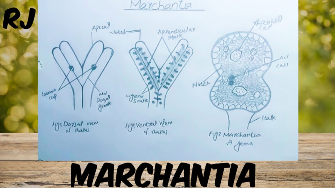 Marchantia Diagram
