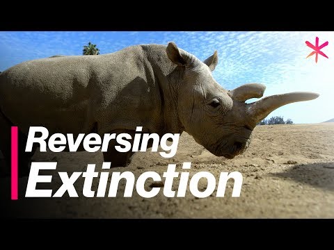 วีดีโอ: สวนสัตว์แช่แข็งของซานดิเอโกมีความหวังสำหรับอนาคตของสัตว์ใกล้สูญพันธุ์