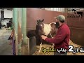 فرس خائفة داخل الإسطبل شاهد كيف انحلت المشكلة خلال 3 مراحل فقط 
