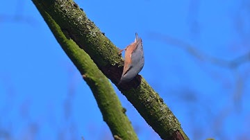 Eurasian Nuthatch (Sitta europaea) foraging - Maaijerheide (Netherlands) 19-1-2024