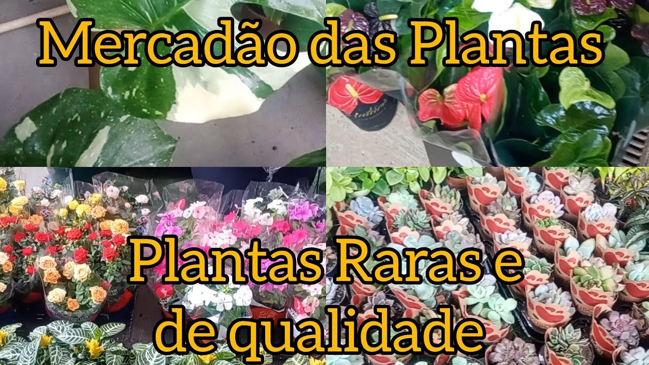 Chegaram hoje! Mercadão das Plantas. 06/03/26
