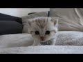 Kitten getting rescued by Mama Cat after Meows